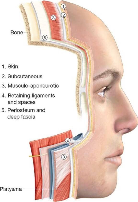 skin layer , subcutaneous , muscle , musculo-aponeurotic , retaining ligament , ligament